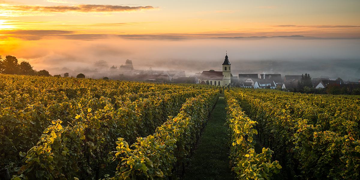 Weinberge von Cleebourg an der Elsässer Weinstraße